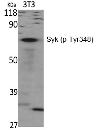 Syk (Phospho-Tyr348) Polyclonal Antibody