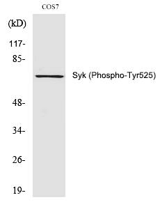 Syk (Phospho-Tyr525) Polyclonal Antibody