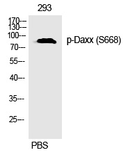 Daxx (Phospho-Ser668) Polyclonal Antibody