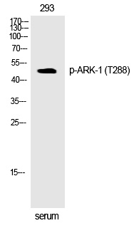 ARK-1 (Phospho-Thr288) Polyclonal Antibody