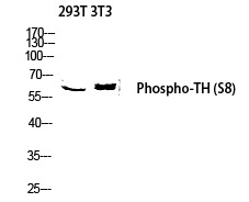 TH (Phospho-Ser8) Polyclonal Antibody