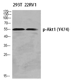 Akt1 (Phospho-Tyr474) Polyclonal Antibody