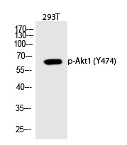 Akt1 (Phospho-Tyr474) Polyclonal Antibody