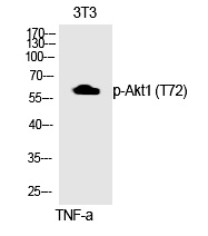 Akt1 (Phospho-Thr72) Polyclonal Antibody