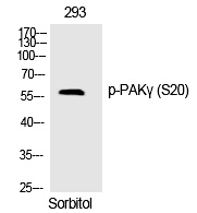 PAKγ (Phospho-Ser20) Polyclonal Antibody