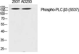 PLC β3 (Phospho-Ser537) Polyclonal Antibody