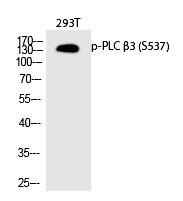 PLC β3 (Phospho-Ser537) Polyclonal Antibody