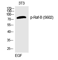 Raf-B (Phospho-Ser602) Polyclonal Antibody