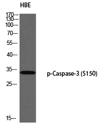 Caspase-3 (Phospho-Ser150) Polyclonal Antibody