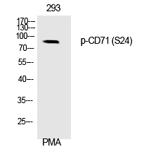 CD71 (Phospho-Ser24) Polyclonal Antibody