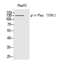 c-Fms (Phospho-Tyr561) Polyclonal Antibody