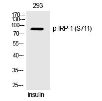 IRP-1 (Phospho-Ser711) Polyclonal Antibody