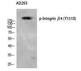 Integrin β4 (Phospho-Tyr1510) Polyclonal Antibody