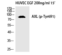 Axl (Phospho-Tyr691) Polyclonal Antibody