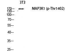 MEK Kinase-1 (Phospho-Thr1402) Polyclonal Antibody