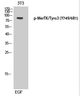 MerTK/Tyro3 (Phospho-Tyr749/681) Polyclonal Antibody