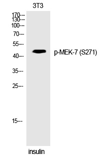 MEK-7 (Phospho-Ser271) Polyclonal Antibody