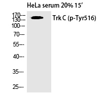 Trk C (Phospho-Tyr516) Polyclonal Antibody