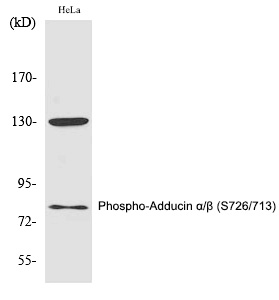 Adducin α/β (Phospho-Ser726/713) Polyclonal Antibody