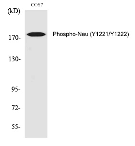 Neu (Phospho-Tyr1221/Tyr1222) Polyclonal Antibody