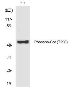 Cot (Phospho-Thr290) Polyclonal Antibody