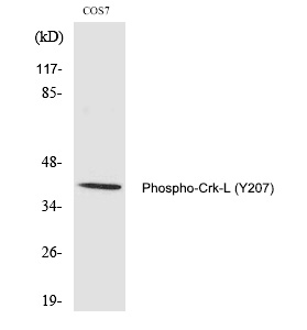 Crk-L (Phospho-Tyr207) Polyclonal Antibody