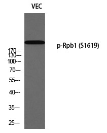 Rpb1 (Phospho-Ser1619) Polyclonal Antibody