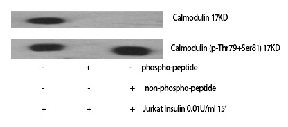 Calmodulin (Phospho-Thr80/Ser82) Polyclonal Antibody