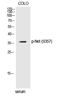 Net (Phospho-Ser357) Polyclonal Antibody