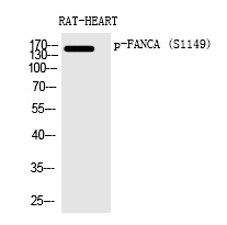 FANCA (Phospho-Ser1149) Polyclonal Antibody