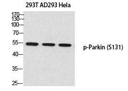 Parkin (Phospho-Ser131) Polyclonal Antibody