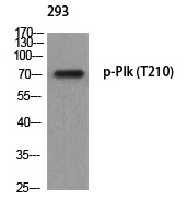 Plk (Phospho-Thr210) Polyclonal Antibody