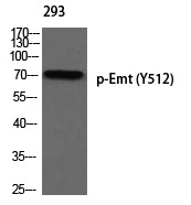 Emt (Phospho-Tyr512) Polyclonal Antibody