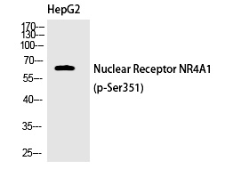 Nur77 (Phospho-Ser351) Polyclonal Antibody