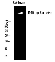 IP3R-I (Phospho-Ser1764) Polyclonal Antibody