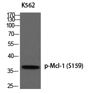 Mcl-1 (Phospho-Ser159) Polyclonal Antibody