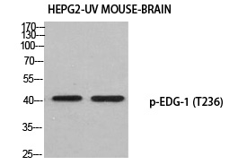 EDG-1 (Phospho-Thr236) Polyclonal Antibody