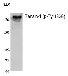 Tensin-1 (Phospho-Tyr1326) Polyclonal Antibody