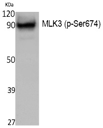 MLK3 (Phospho-Ser674) Polyclonal Antibody