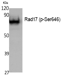 Rad17 (Phospho-Ser646) Polyclonal Antibody