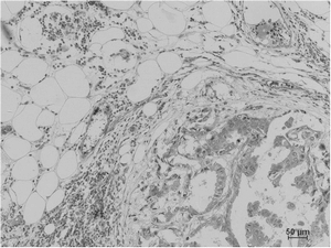 Pan Methylated Lysine Monoclonal Antibody