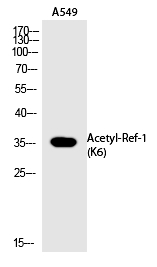 Ref-1 (Acetyl-Lys6) Polyclonal Antibody