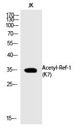 Ref-1 (Acetyl-Lys7) Polyclonal Antibody