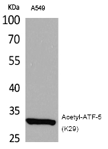 ATF-5 (Acetyl-Lys29) Polyclonal Antibody