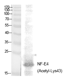 NF-E4 (Acetyl-Lys43) Polyclonal Antibody