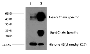 Histone H3 (Di-Methyl-Lys27) Monoclonal Antibody