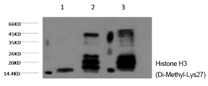 Histone H3 (Di-Methyl-Lys27) Monoclonal Antibody