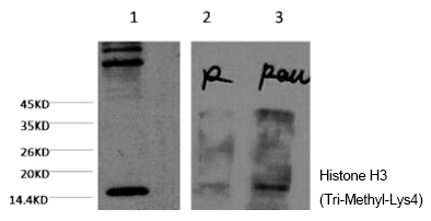 Histone H3 (Tri-Methyl-Lys4) Monoclonal Antibody