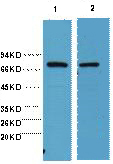 HSP70 Monoclonal Antibody