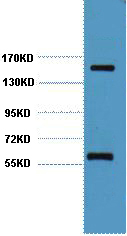 CD45 Monoclonal Antibody